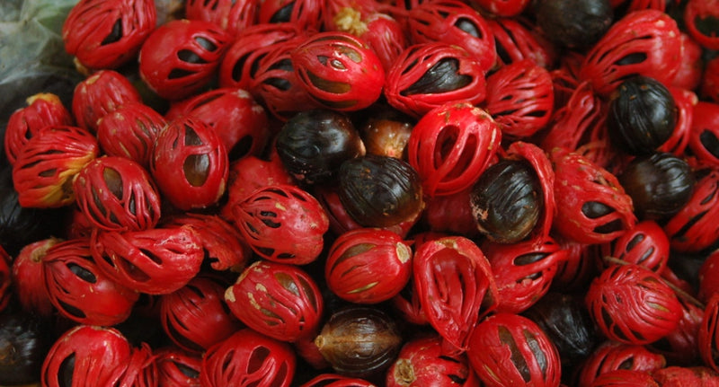 MACE