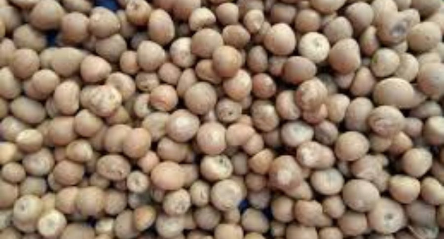 Betel Nuts