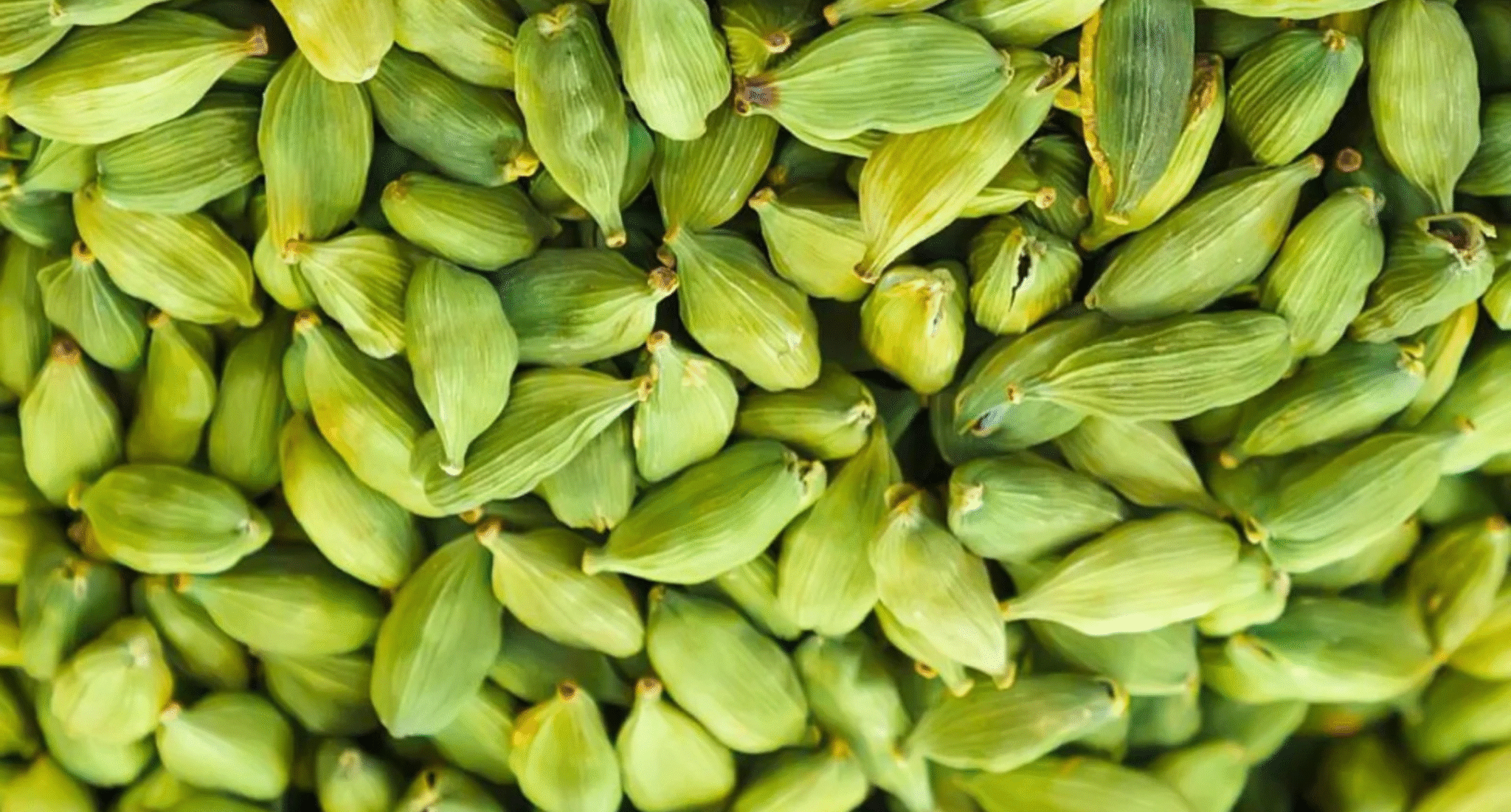 8.5mm Cardamom