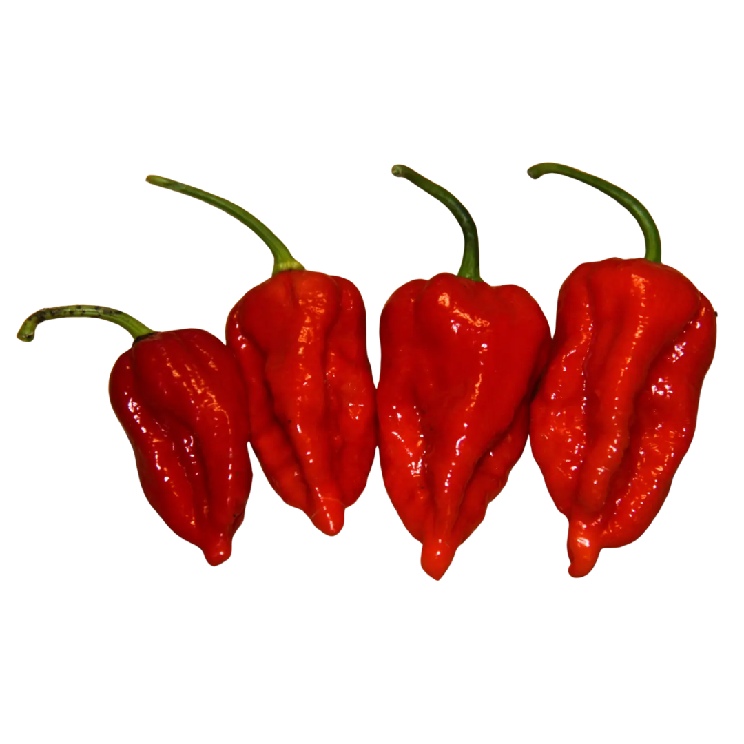 Bhut Jolokia Chilli