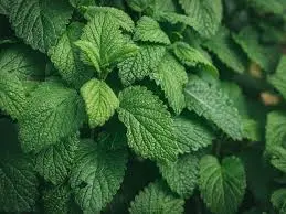snack time with minty taste